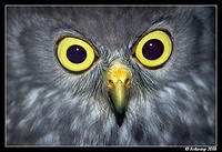barking owl 2198.jpg