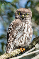barking owl 8336.jpg