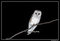 barn owl 0258.jpg