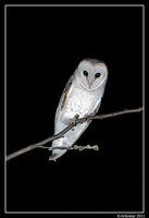 barn owl 0258a.jpg