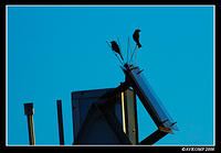 birds silhouette 700.jpg