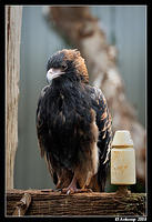 black breasted buzzard 2158.jpg