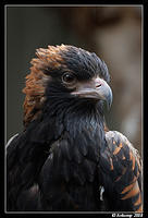 black breasted buzzard 2163 crop.jpg