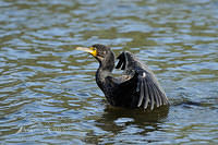 black cormorant  5065.jpg
