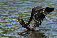 black cormorant  5066.jpg