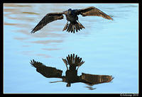 black cormorant  5978.jpg