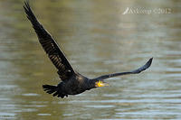 black cormorant 4893.jpg