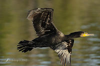 black cormorant 4895.jpg