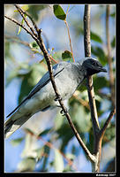 black faced cuckoo shrike 209.jpg