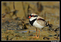 black fronted dotteral  5088.jpg