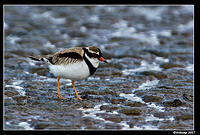 black fronted dotteral 3.jpg