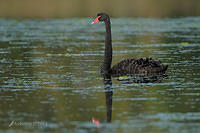 black swan 3396.jpg