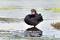 black swan 6144.jpg