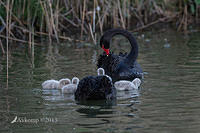 black swan 8930.jpg