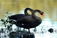 black swan6480.jpg