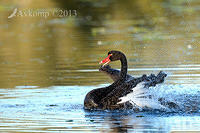 black swan6505.jpg