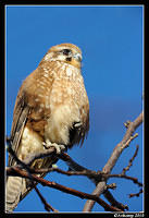 brown falcon 6027.jpg