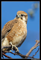 brown falcon 6028.jpg