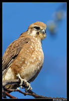 brown falcon 6029.jpg