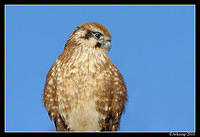 brown falcon 6032.jpg