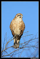 brown falcon 6033.jpg