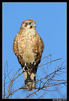 brown falcon 6034.jpg