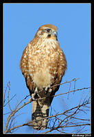 brown falcon 6035.jpg