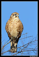 brown falcon 6037.jpg