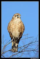 brown falcon 6038.jpg