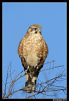 brown falcon 6040.jpg