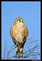 brown falcon 6041.jpg