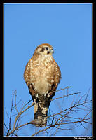 brown falcon 6042.jpg