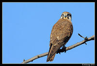 brown falcon 6048.jpg