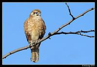brown falcon 6054.jpg