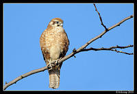 brown falcon 6055.jpg
