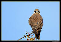 brown falcon 6062.jpg