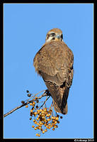 brown falcon 6075.jpg