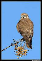 brown falcon 6077.jpg