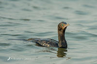 cormorant 9755.jpg