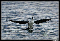 cormorants1628.jpg