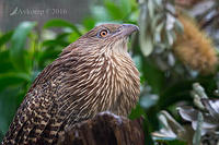 coucal 8409