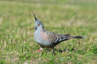 crested pigeon 14264