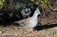 crested pigeon 3186