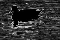 duck 015.jpg