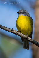 eastern yellow robin 13527