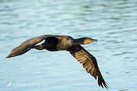 great cormorant 16197.jpg