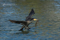 great cormorant 16452.jpg