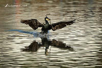 great cormorant14926.jpg