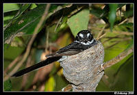 grey fantail  2583.jpg