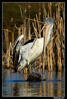 homebush pelican 0048.jpg